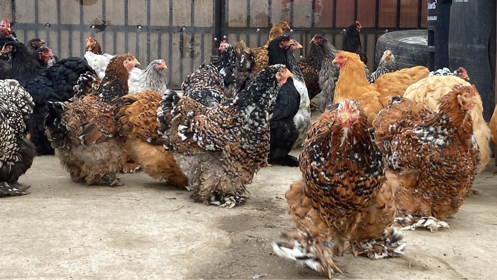 Oua Cochinchina urias diferite varietati de culoare