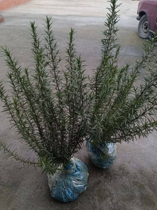 Розмарин ко'чатлар  Fargʻona