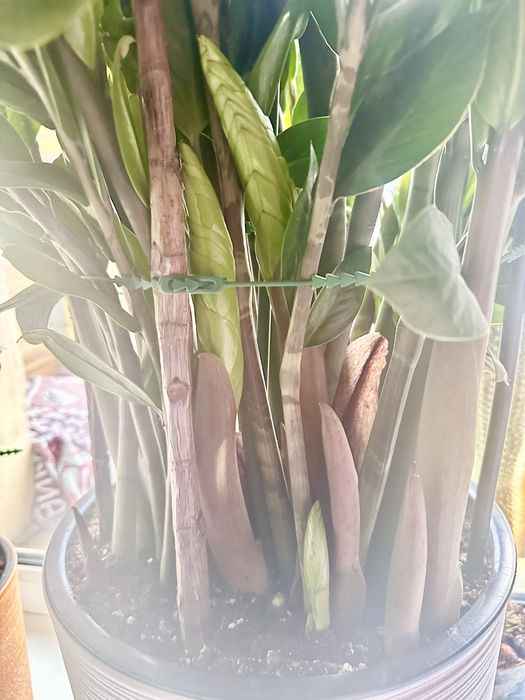 Долларовое дерево, Замиокулькас