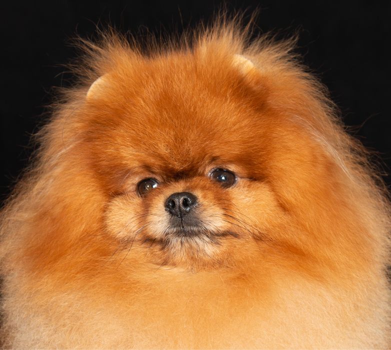 Кобель для вязок .