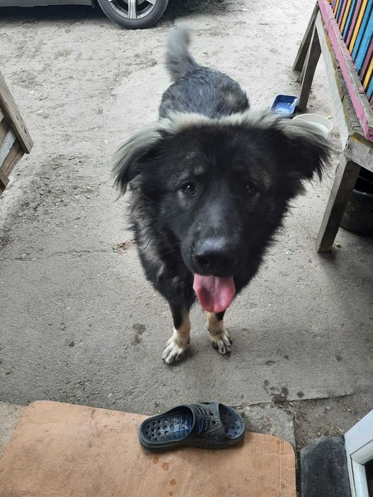 Cățel spre adopție: băiat, 3 ani, talie mare