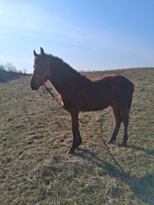 Cai de vânzare sau schimb