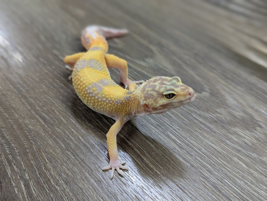 Продавам леопардови гекони