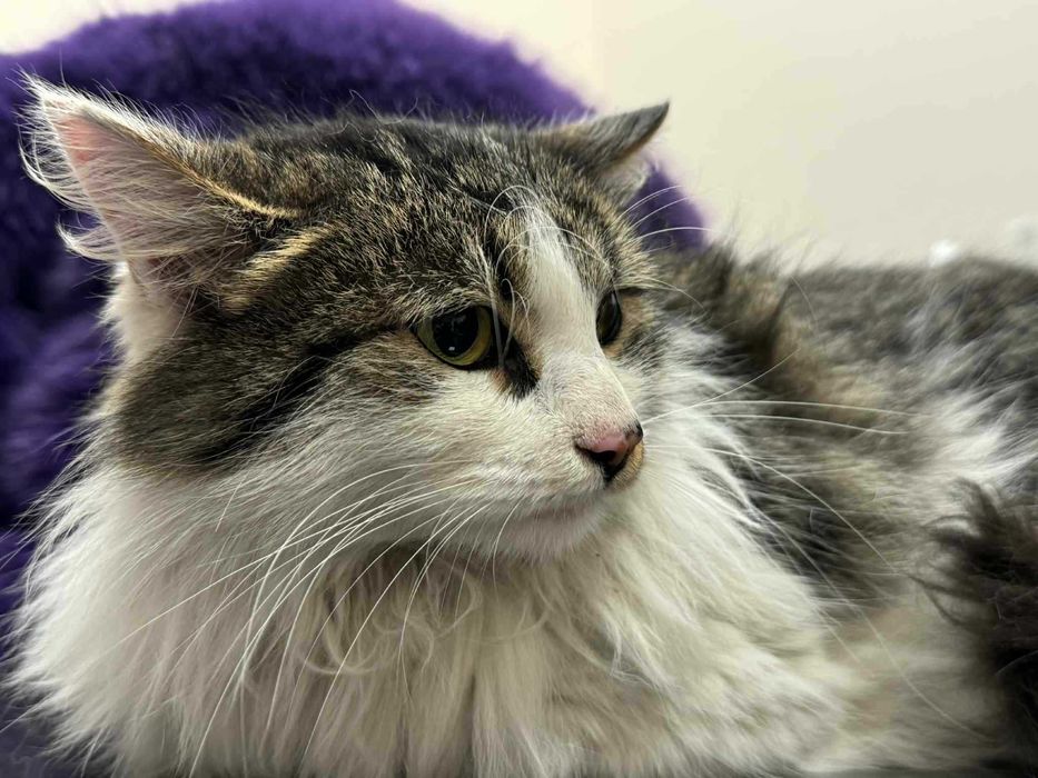 Коте Шишо търси дом