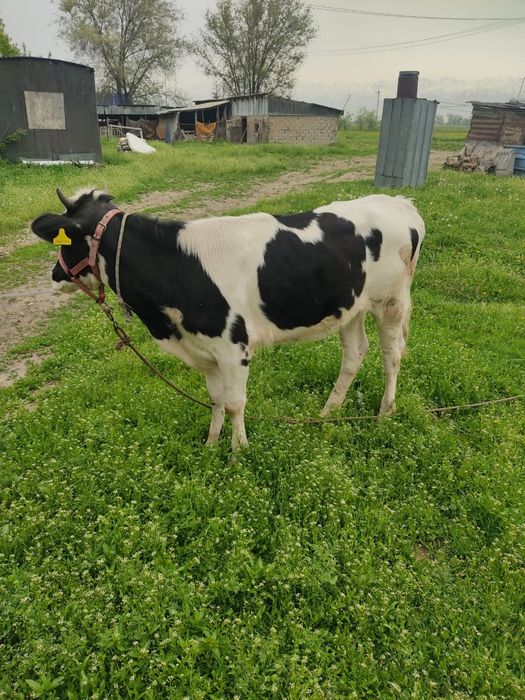 Тана сатылады 1жасар