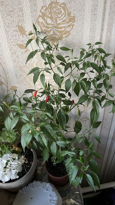 Комнатный перец