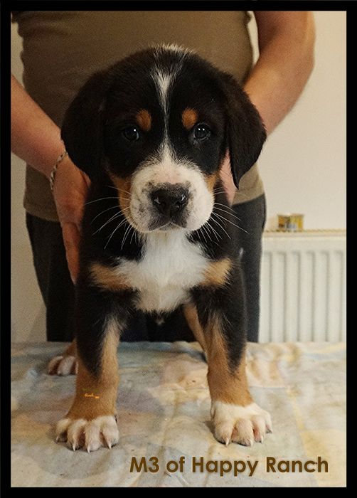 Vand Pui Greater Swiss Mountain Dog