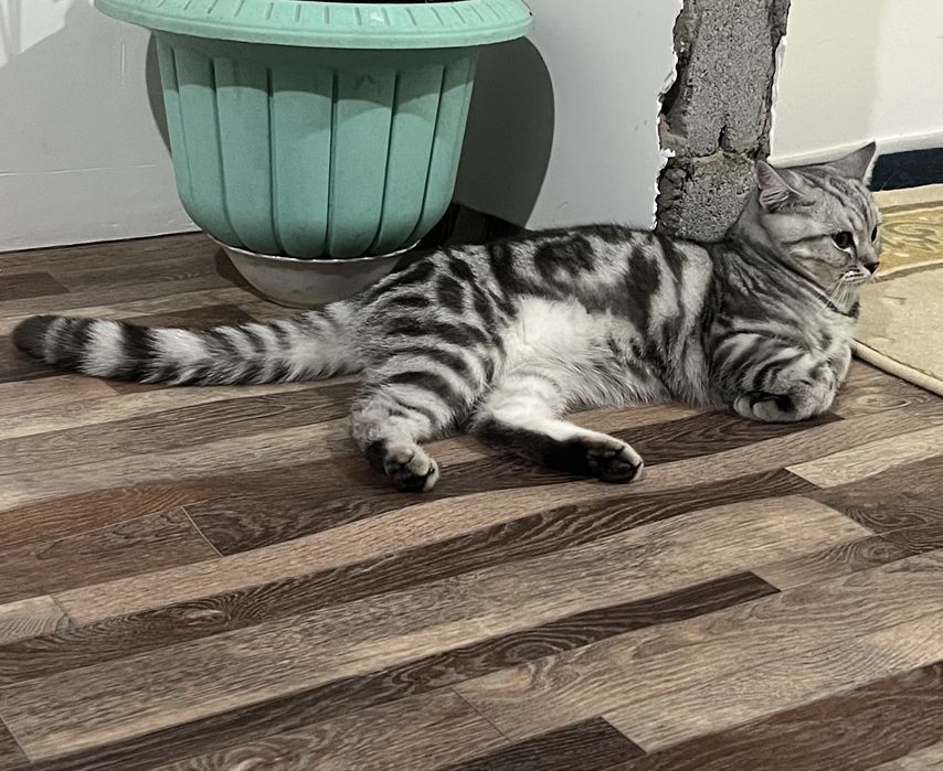 Британская короткошерстная кот