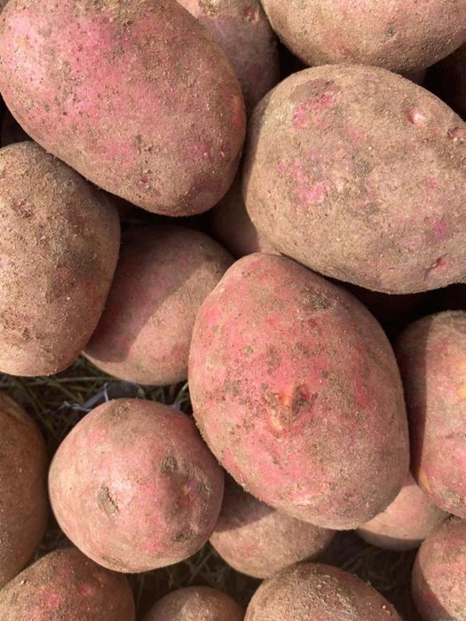 Продаю  картошку  и лук оптом и в розницу