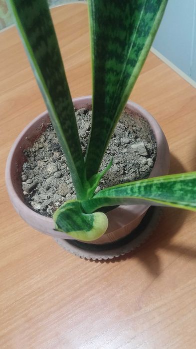 Сансевиерия комнатная