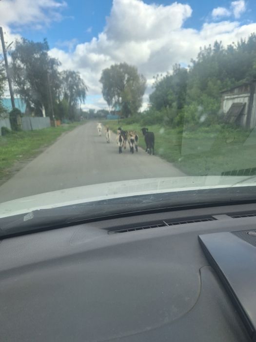 Продам дойных коз 9 голов