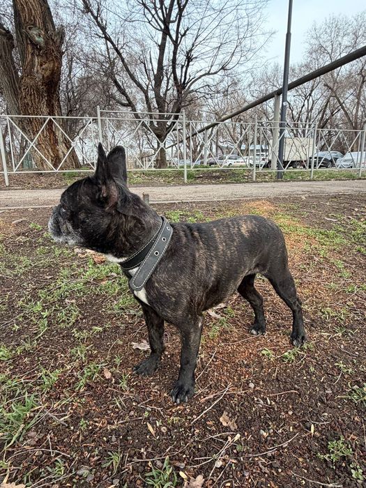 Француженка,красотка Джерри!