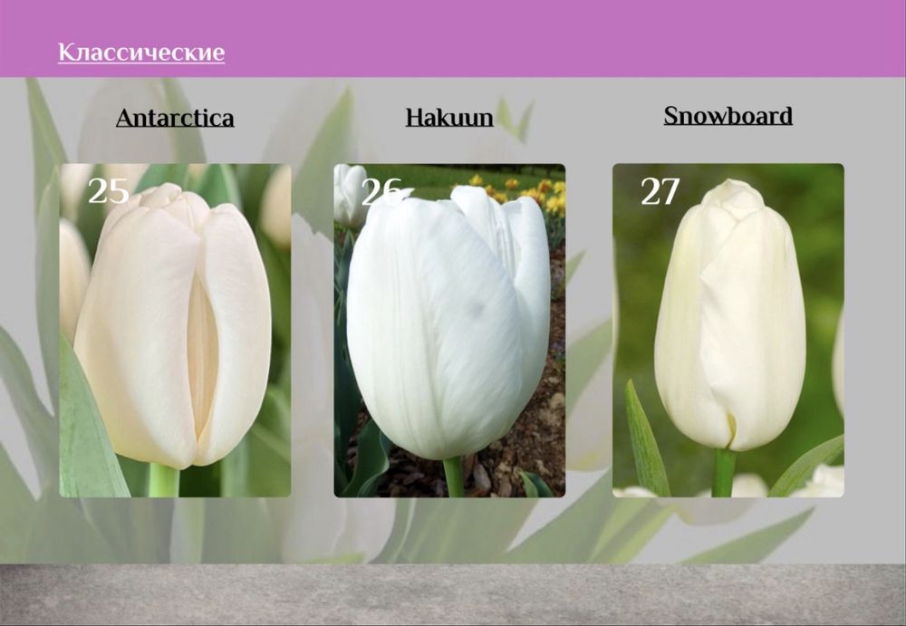 Тюльпаны ОПТОМ от 395тг‼️‼️‼️