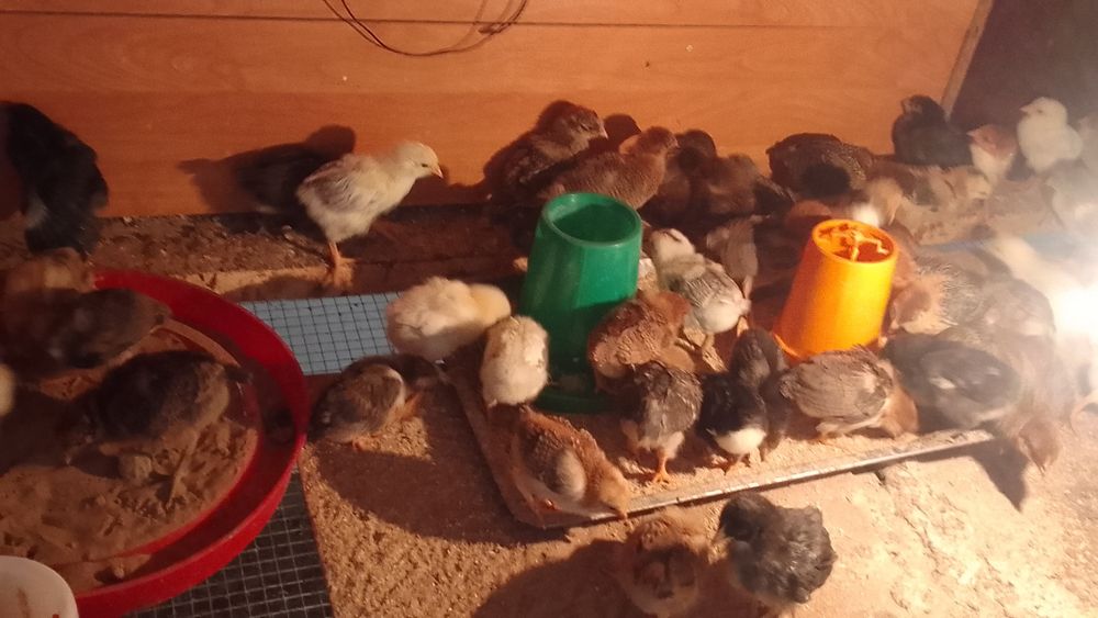 Продам цыплят от домашних кур