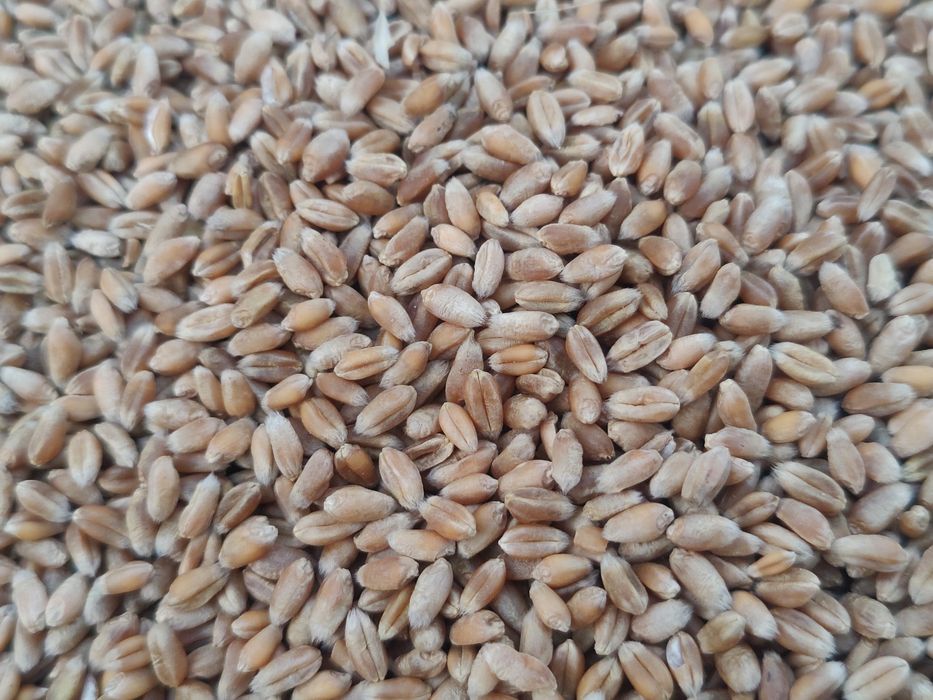 Ovaz, orzoaica de primavara, grau, porumb recolta 2025