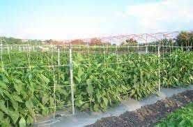 PLASA PENTRU PLANTE CATARATOARE/Mazăre/fasole/castraveți; Albă/verde