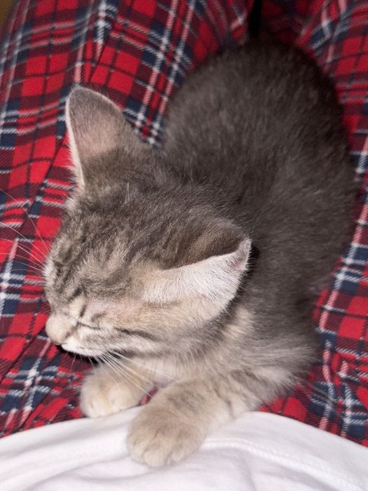Котенок, 3 месяца