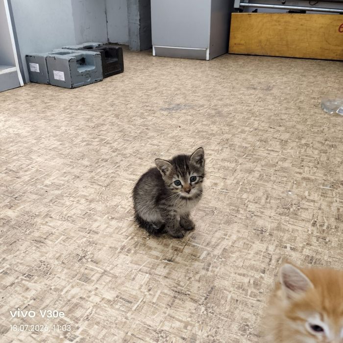 Отдам Котят добрые руки