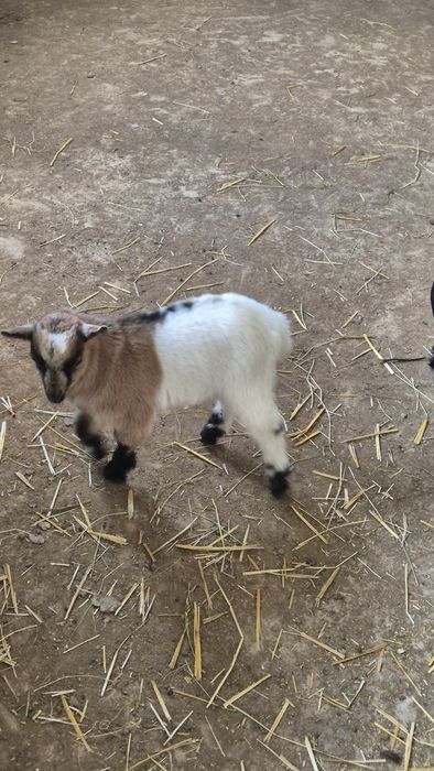 Мини кози и яренце мъжки