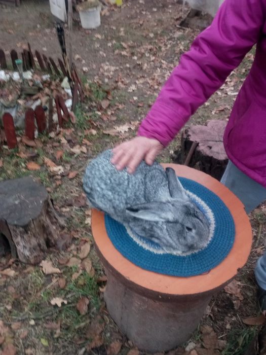 Iepuri rasa de Cluj secuiesc