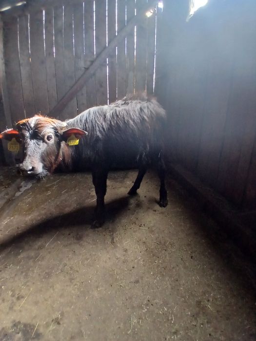 Vând vițel de bivola semi încărcați