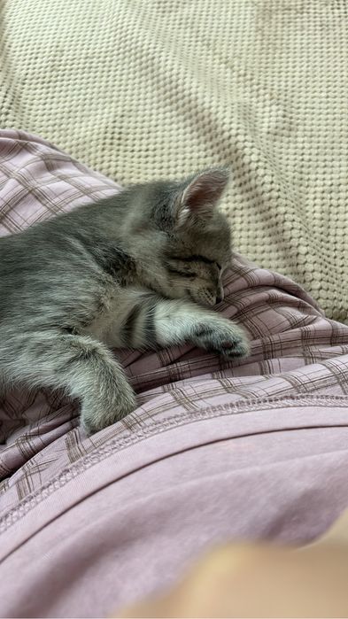Отдаю в добрые руки котенка