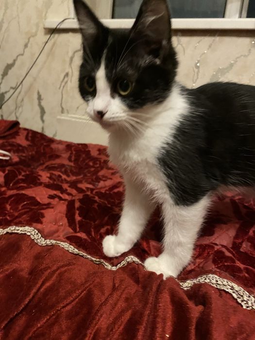 Отдам котенка в добрые руки