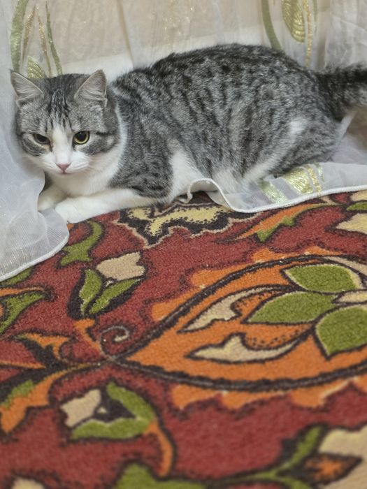 СЕМЕН СЕМЕНЫЧ .Шикарный кастрированный мальчик  11  месяцев