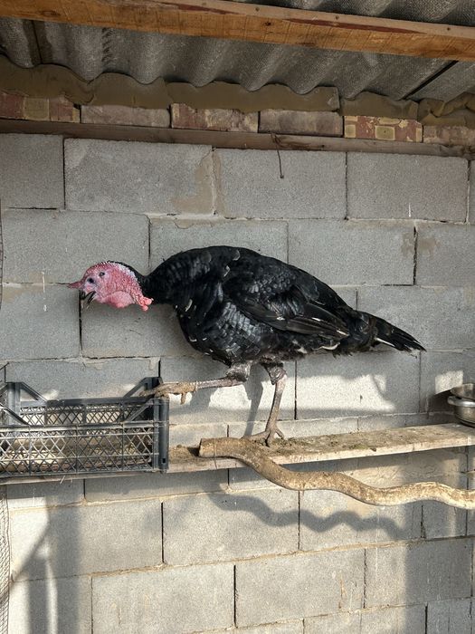 продаю индюка           .