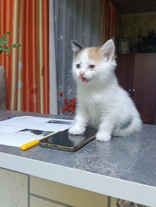 Котята очень милые