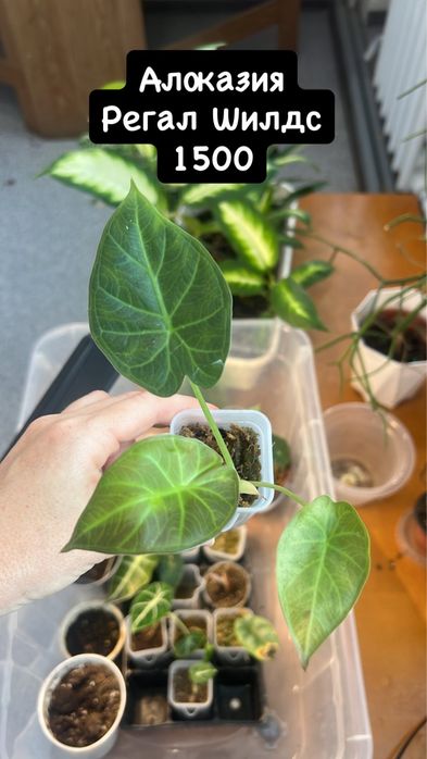 Детки алоказий в продаже