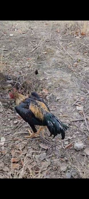 Июльский шөже сатылады