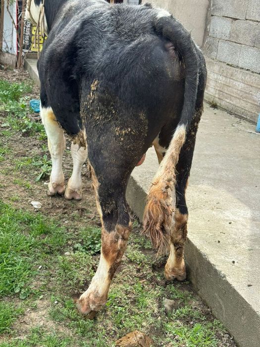 Бука сатылады  семіз