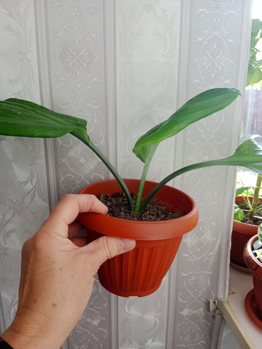 Продам комнатные цветы