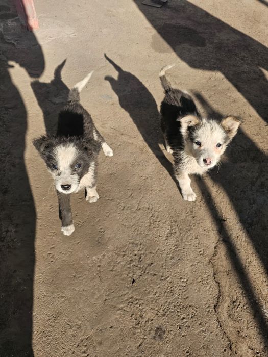 Отдам 3 щенков в хорошие руки!