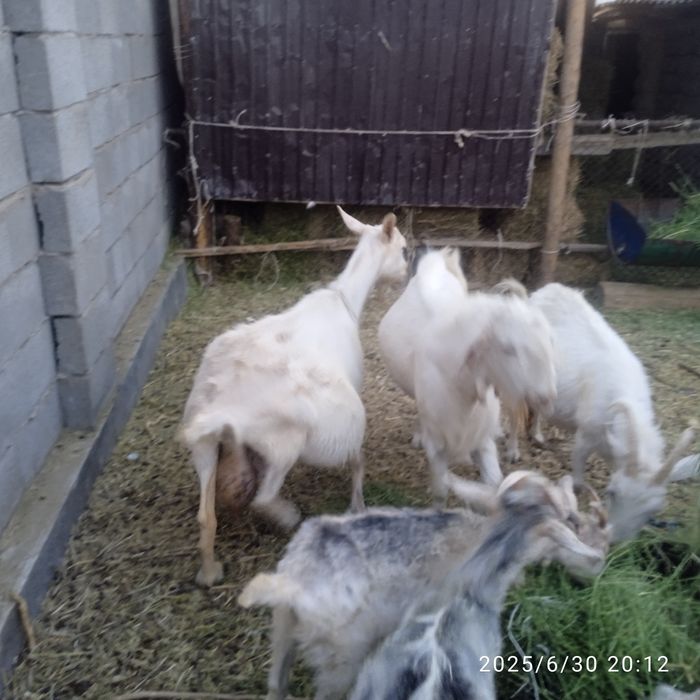 Сүтті орыс ешкі сатылады