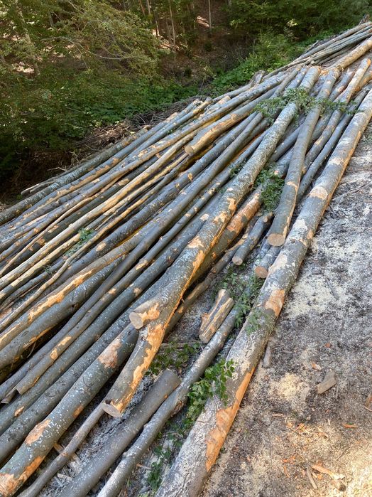 Vând lemn de foc fag