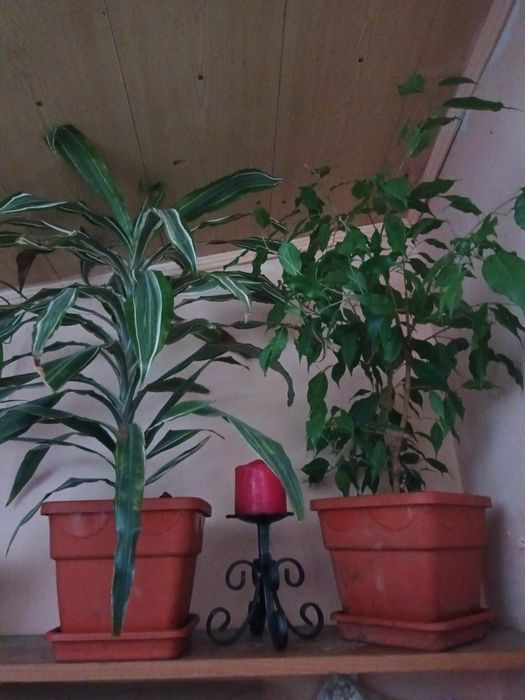 Plante de apartament