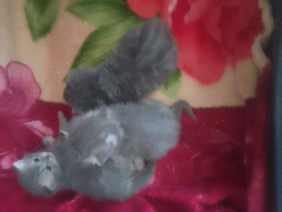 Продам котят Скоттиш страйт
