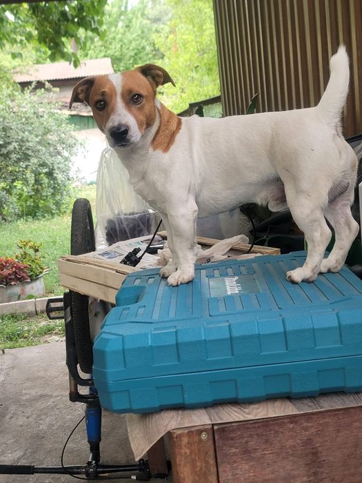 Вязка. Джек Рассел терьер.