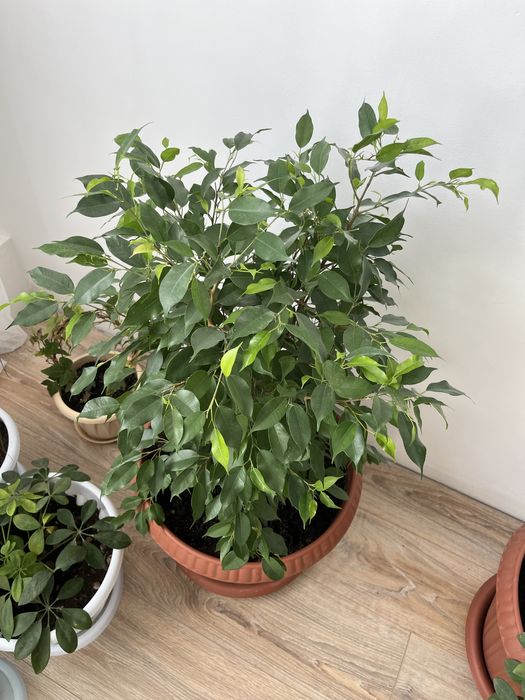 Продаю фикус Наташа