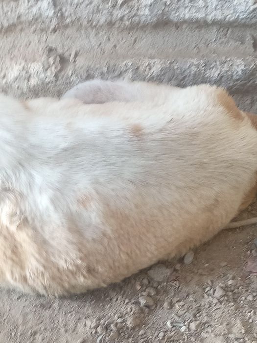 Urg'ochi cho'pon kuchuk sotiladi