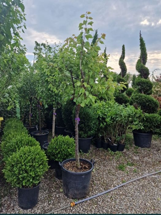 Vindem pomi fructiferi