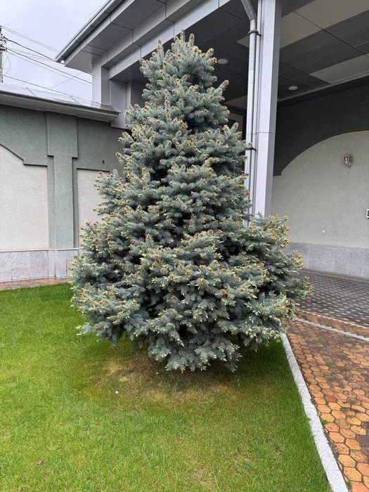 Продаются деревья Ёлка, Магнолия Крымский сосна