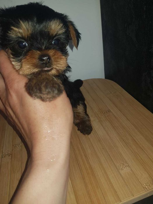 Йоркита сладки мъници