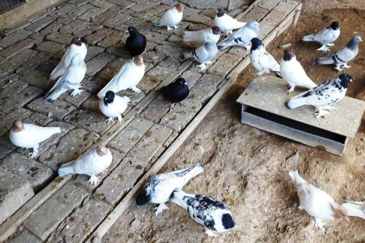 Голуби Такла и Иранцы.