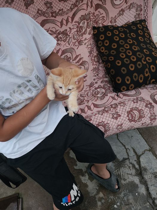 Котёнок..мысық.3000