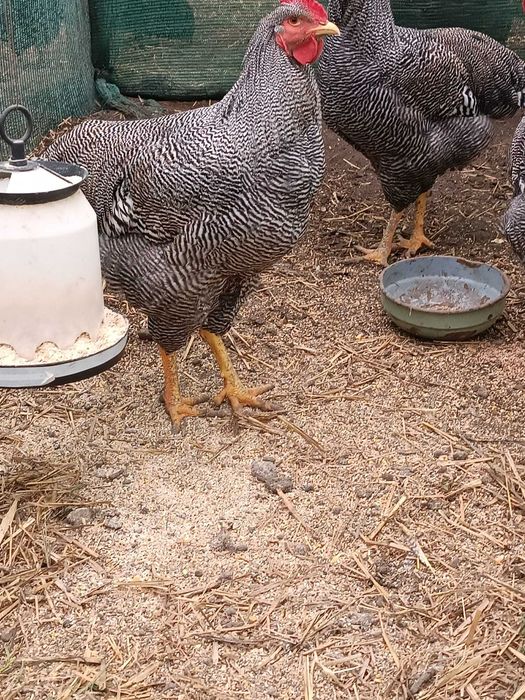 Cocosi playmont rok barat