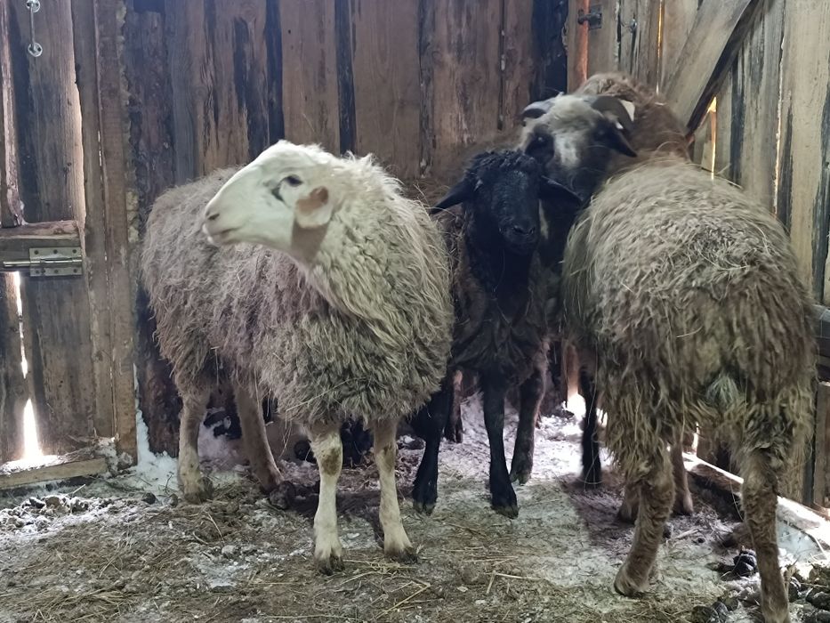 Продам кошкар 4 головы