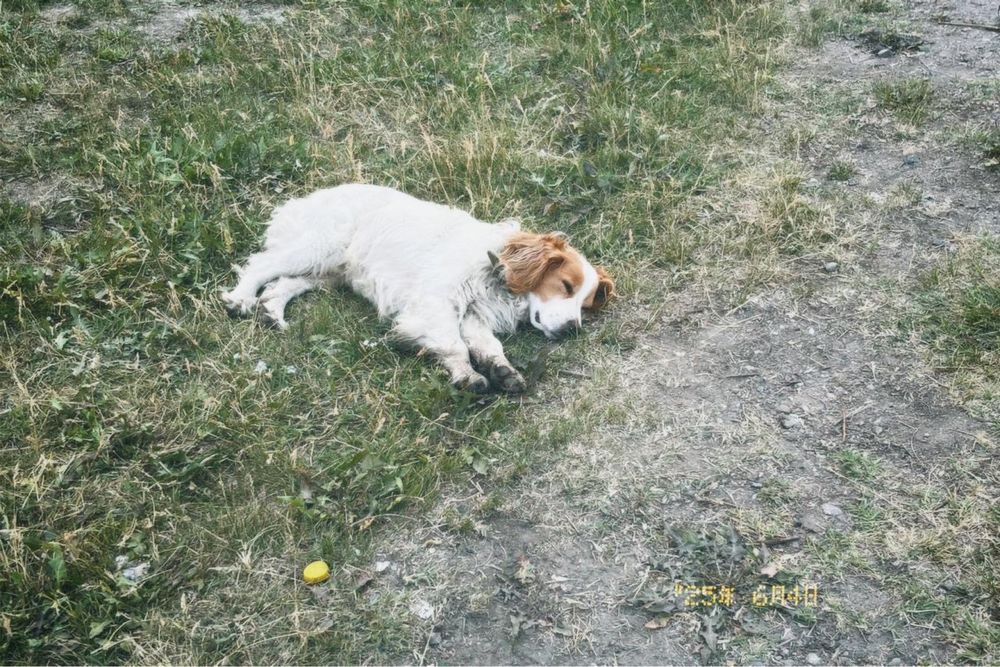 Кобель ищит невесту